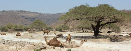 Wadi Darbat Oman Salalah Dhofar Rundreisen Studienreisen