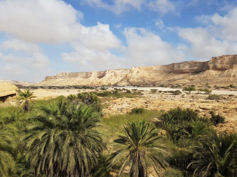 Wadi Shuwaymiyah Palmen