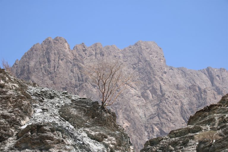 Wadi Bani Auf Vegetation