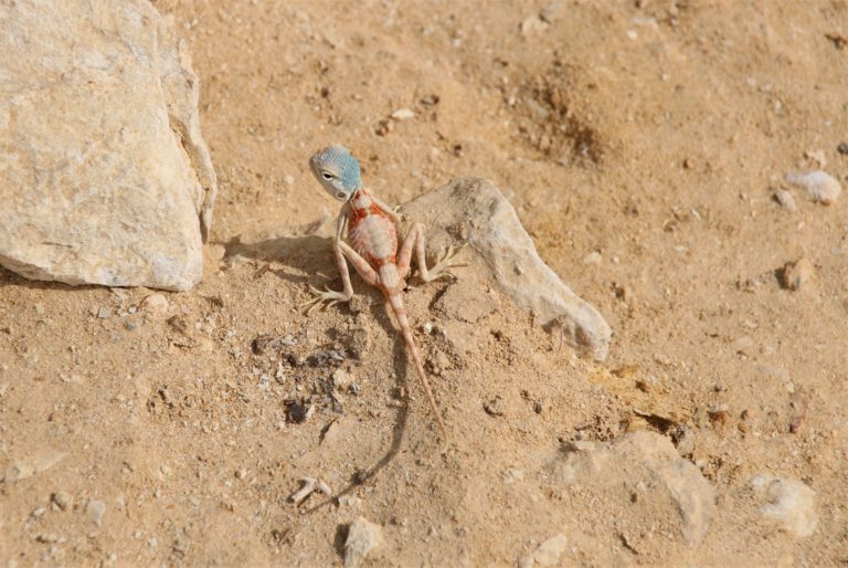 Wadi Shuwaymiyah Echse