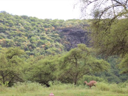 Wadi Darbat Oman Salalah Dhofar Kamel