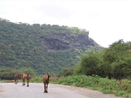 Wadi Darbat Oman Salalah Dhofar Karawane