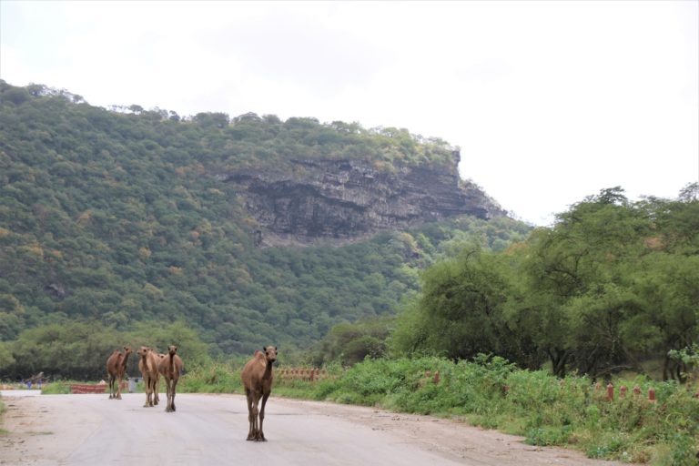 Wadi Darbat Oman Salalah Dhofar Karawane