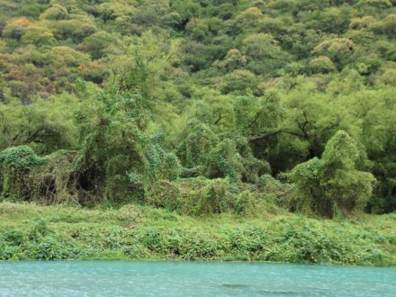 Wadi Darbat Oman Salalah Dhofar Vegetation