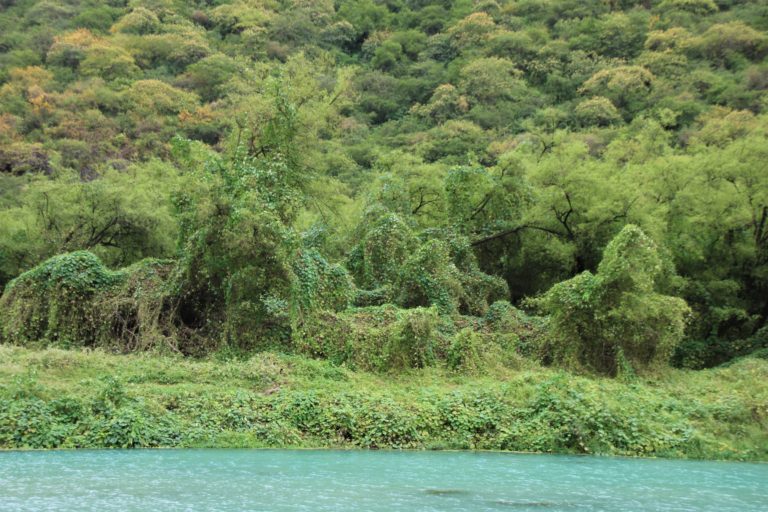 Wadi Darbat Oman Salalah Dhofar Vegetation