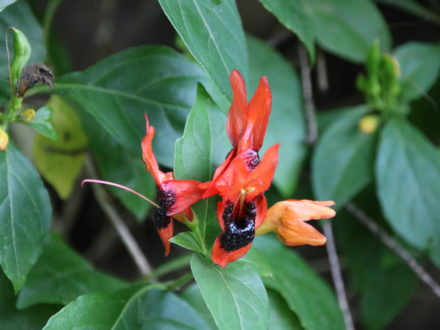 Wadi Darbat Oman Salalah Dhofar Blumen Mietwagenrundreise