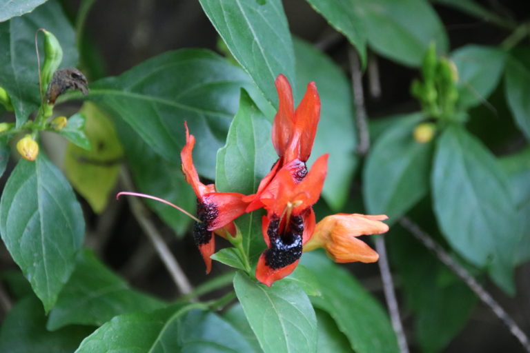 Wadi Darbat Oman Salalah Dhofar Blumen Mietwagenrundreise