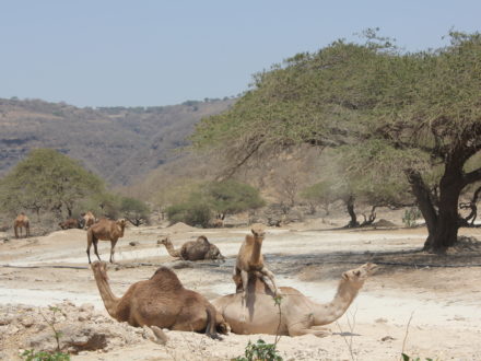 Wadi Darbat Trockenzeit