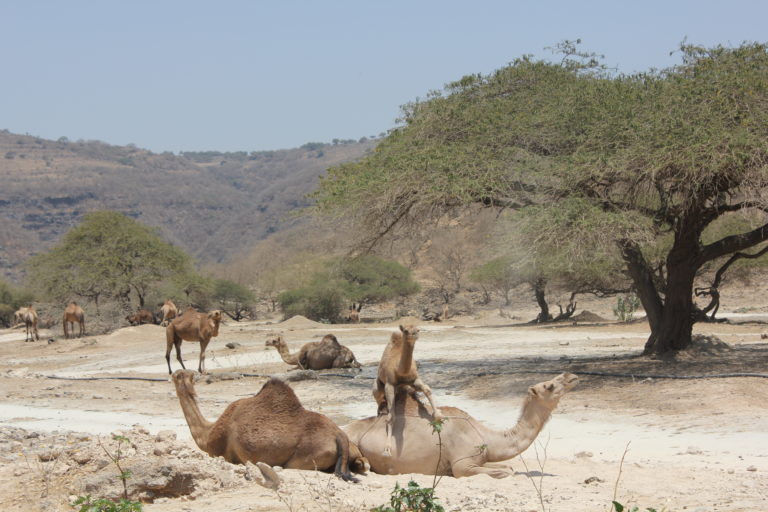 Wadi Darbat Trockenzeit
