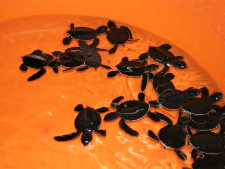 Schildkröten Babies Oman