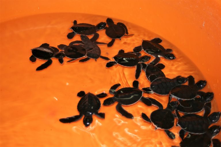 Schildkröten Babies Oman
