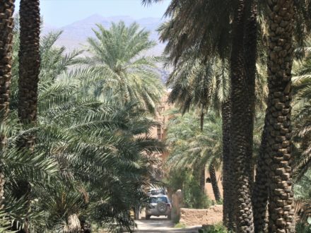 Al Hamra Palmenhain Oman