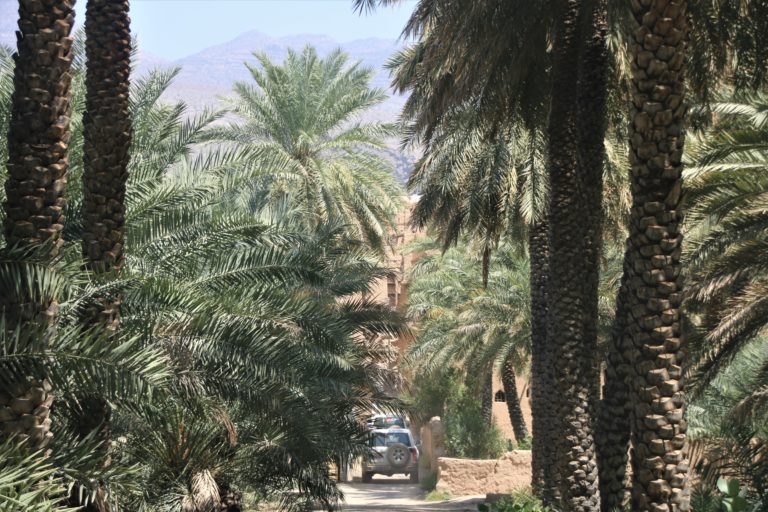 Al Hamra Palmenhain Oman