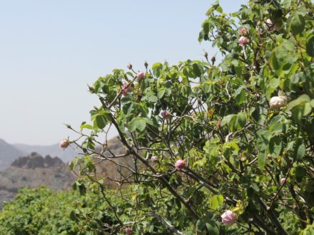 Rosenwasser Jebel Akhdar Oman Rundreise