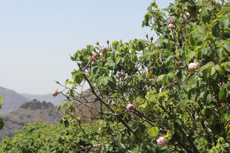 Rosenwasser Jebel Akhdar Oman Rundreise