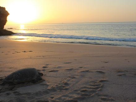 Caretta Caretta grüne Meeresschildkröte Oman
