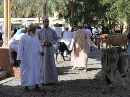 Viehmarkt Nizwa Oman