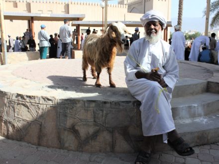 Ziege Nizwa Viehmarkt Oman