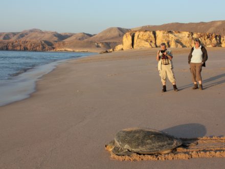 Schildkrötenstrand Ras Al Jinz Oman