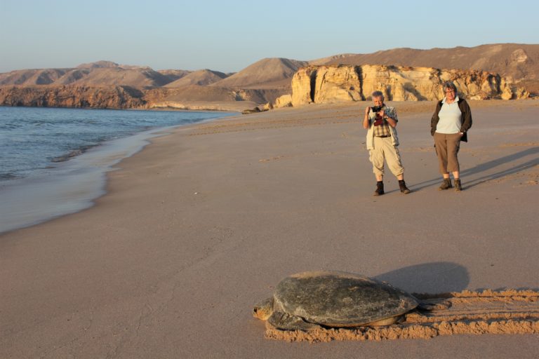 Schildkrötenstrand Ras Al Jinz Oman