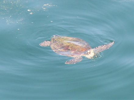 Oman Schildkröte im Wasser