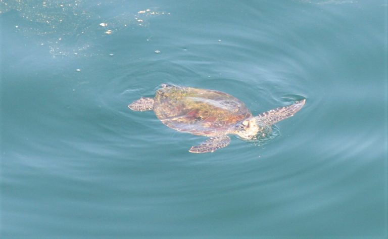 Oman Schildkröte im Wasser