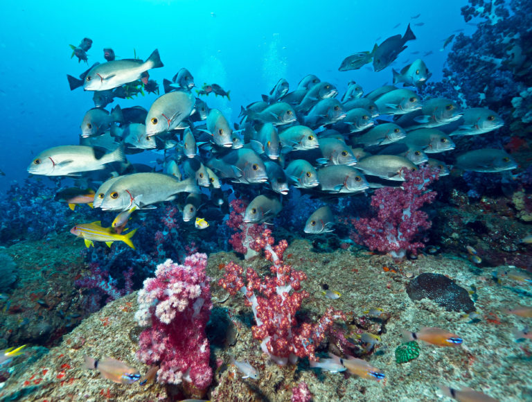 Fische Oman Tauchen Schnorcheln