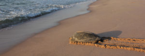Hotels Oman Schildkrötenstrand Ras Al Jinz