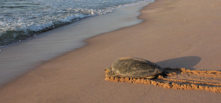 Hotels Oman Schildkrötenstrand Ras Al Jinz