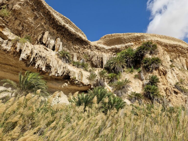 Wadi Shuwaymiyah Oase