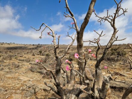 Blumen Jabal Samhan Oman