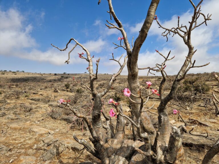 Blumen Jabal Samhan Oman