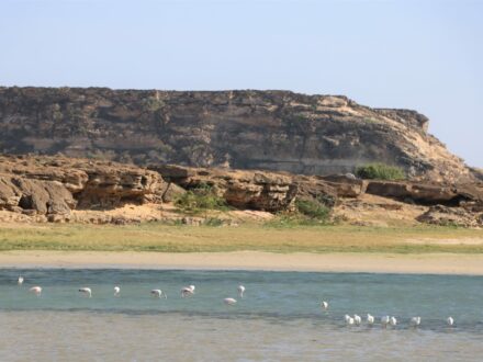 Flamingos Sumhuram Oman Khor Ruri