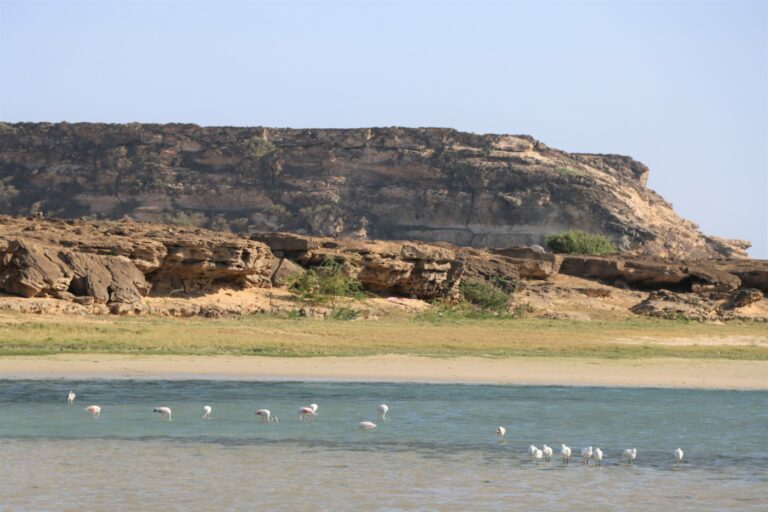 Flamingos Sumhuram Oman Khor Ruri