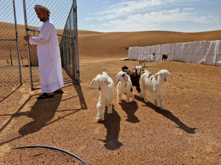 Al Sarmadi Desert Camp Oman Wahiba Ziegen