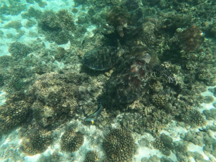 Dimaniyat Inseln Damaniyat Oman Tauchen Schnorcheln Schildkröten und Fisch