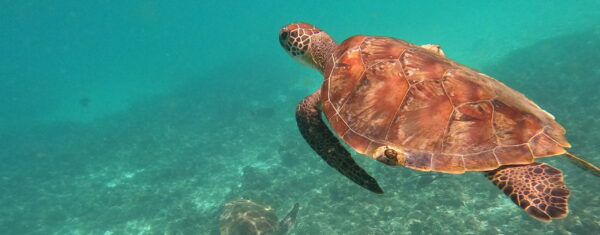 Schildkröte Dimaniyat Inseln Oman Schnorcheln Tauchen