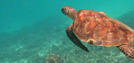 Schildkröte Dimaniyat Inseln Oman Schnorcheln Tauchen