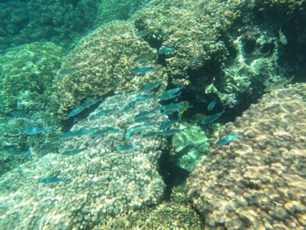 Dimaniyat Inseln Damaniyat Oman Tauchen Schnorcheln Fische blau