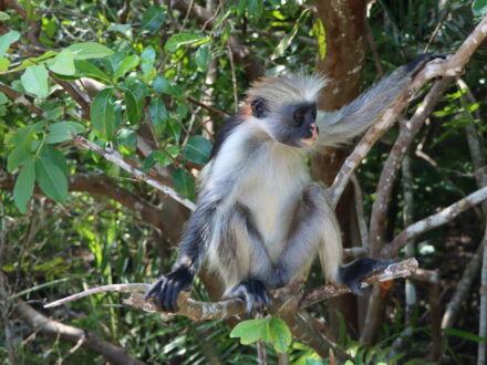Affe Sansibar Jozani Nationalpark Oman