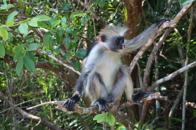 Affe Sansibar Jozani Nationalpark Oman
