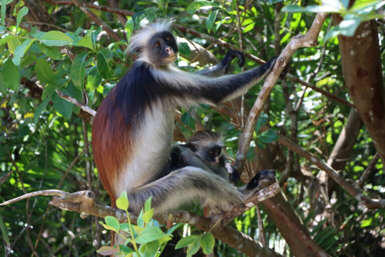 Affe Sansibar Jozani Nationalpark Oman Zanzibar