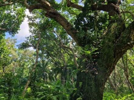 Wald Sansibar Jozani Nationalpark Oman