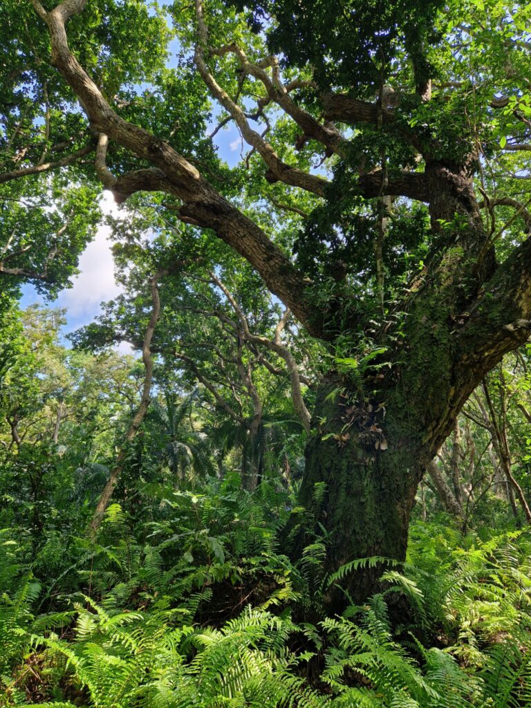 Wald Sansibar Jozani Nationalpark Oman