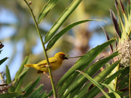 Vogel Sansibar Zanzibar Oman