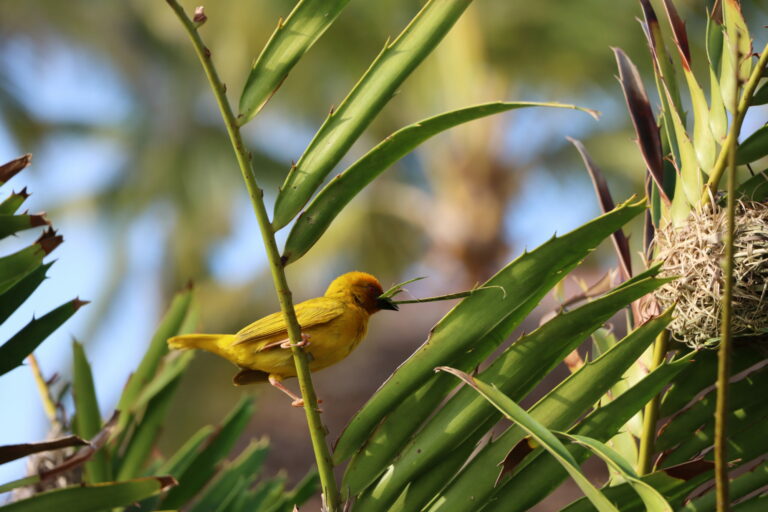 Vogel Sansibar Zanzibar Oman