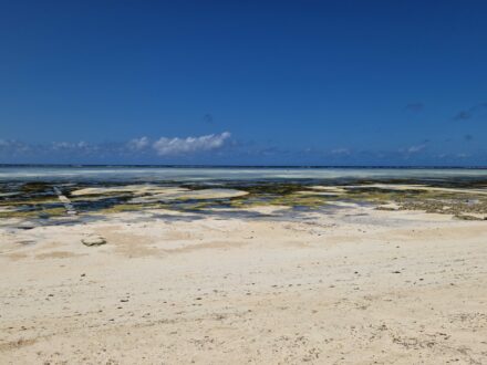 Strand bei Ebbe Paje Sansibar Ostküste