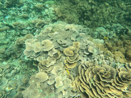 Korallen Schnorcheln Tauchen Sansibar