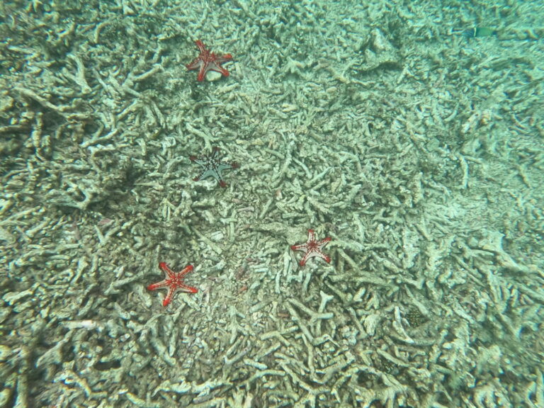 Sansibar Seesterne Tauchen Schnorcheln Oman