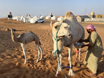 Al Sarmadi Camp Wüstencamp Oman Wahiba Kamelmelken